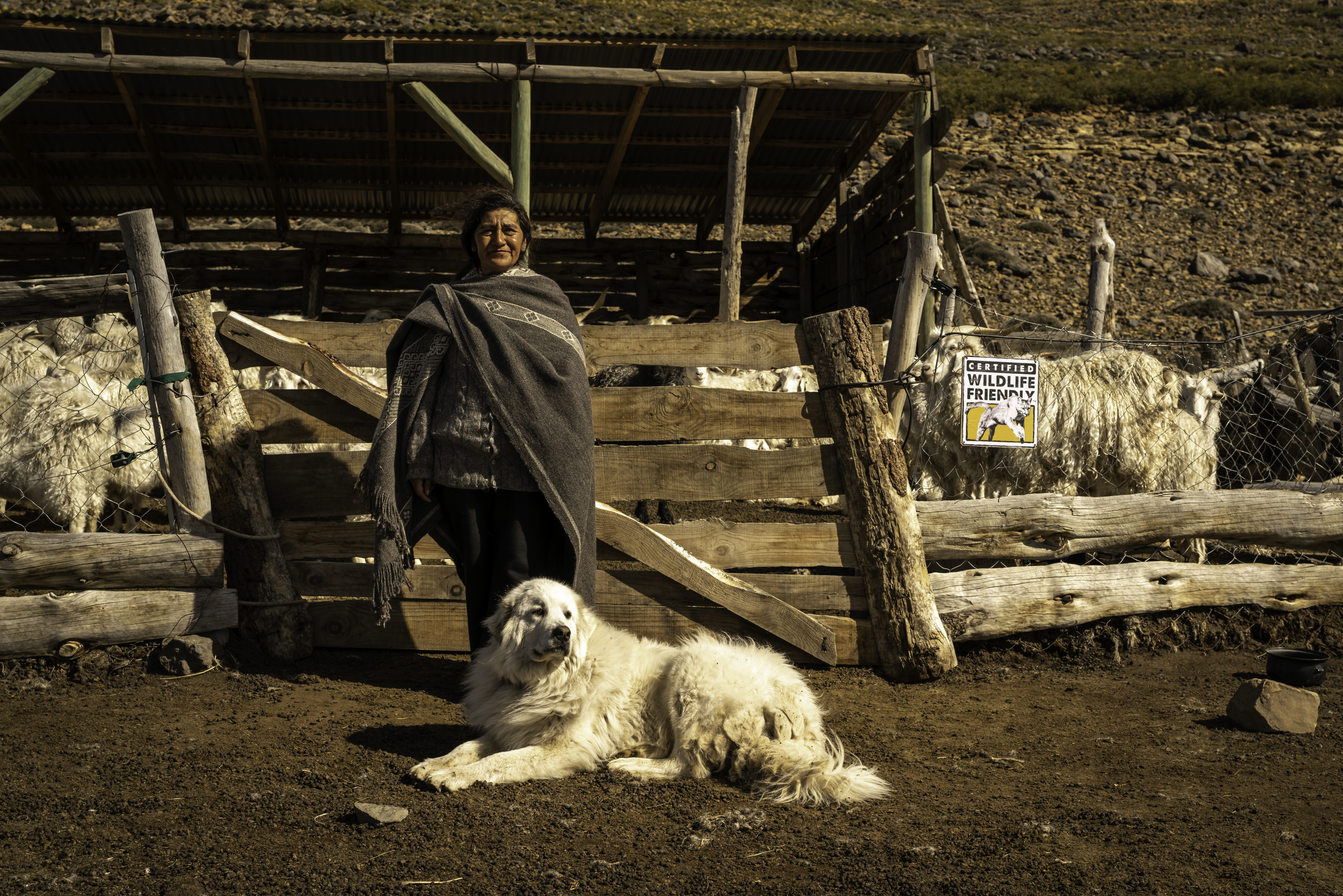 Isabel, productora de ganado ovino y caprino, y Pirén, su perra protectora de ganado. Crédito:  Gregorio Ibañez.